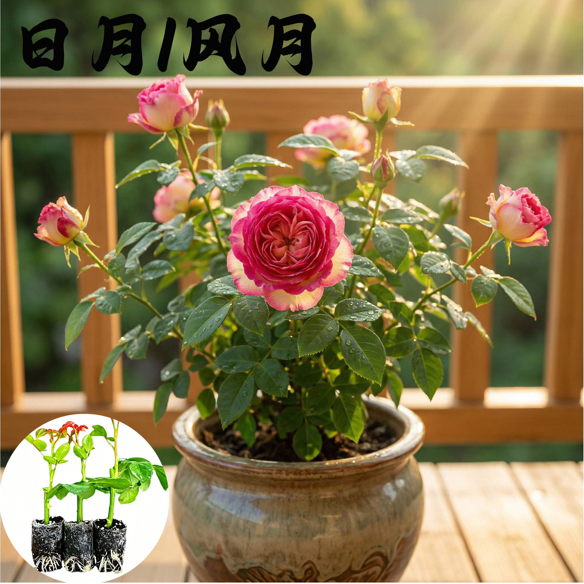 日月风月月季花苗小苗大花浓香品种月季苗阳台庭院绿植盆栽花卉