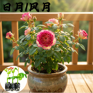 日月风月月季花苗小苗大花浓香品种月季苗阳台庭院绿植盆栽花卉