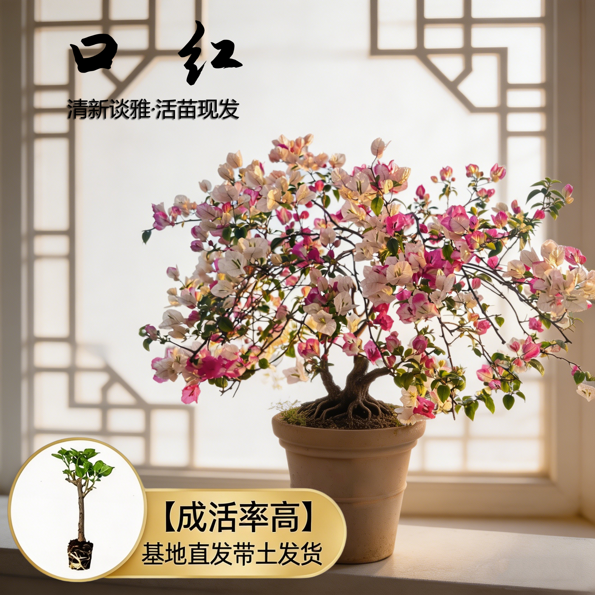 【口红】热门三角梅盆栽重瓣多色耐寒阳台高飘开花四季勤花树苗