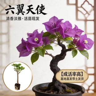 【六翼天使】热门三角梅盆栽重瓣多色耐寒阳台高飘开花四季勤花苗