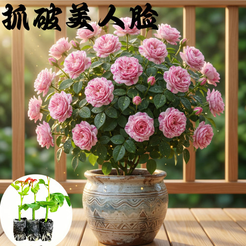抓破美人脸月季花苗小苗大花浓香品种月季苗阳台庭院绿植盆栽花卉