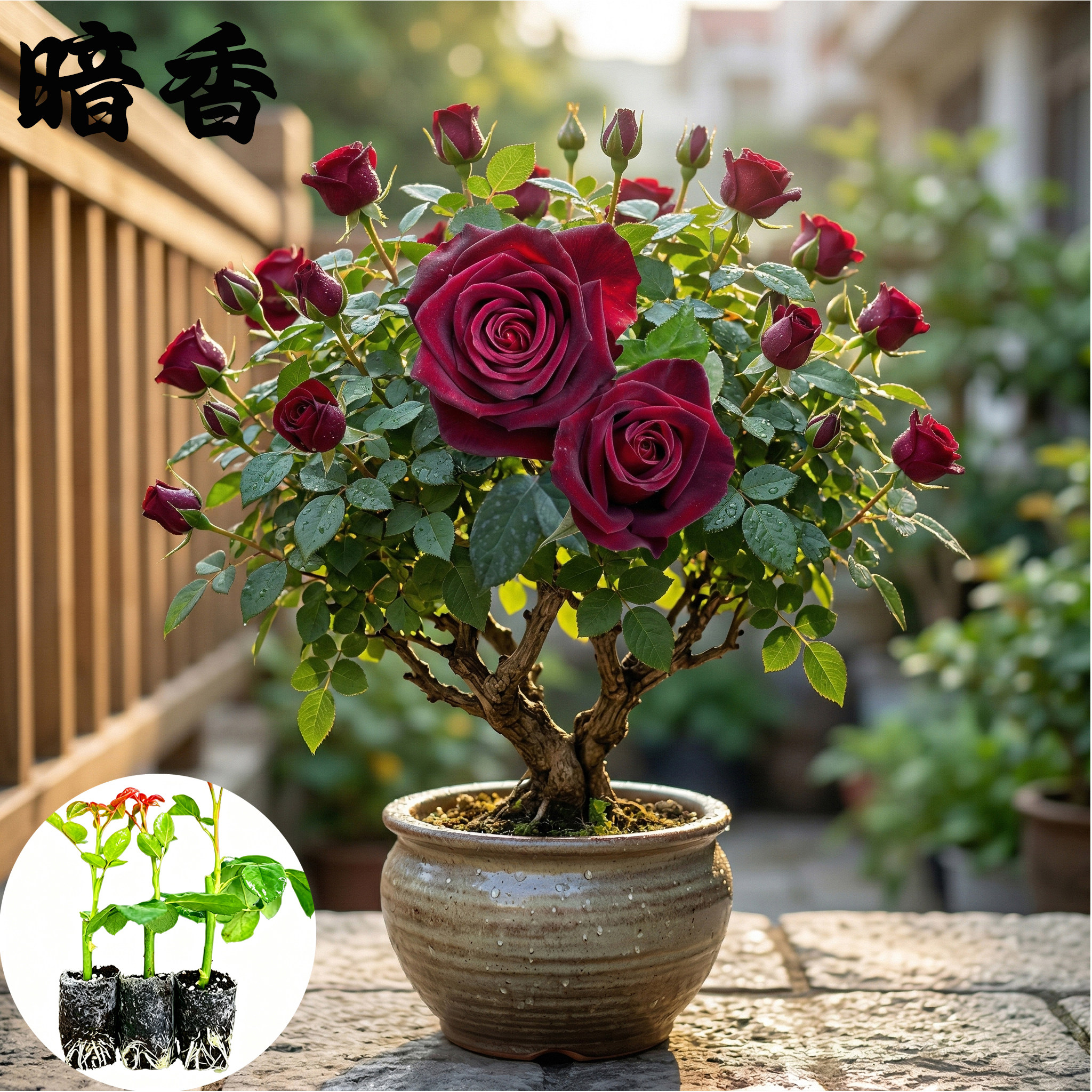 暗香月季花苗小苗大花浓香品种月季苗阳台庭院绿植盆栽花园花卉