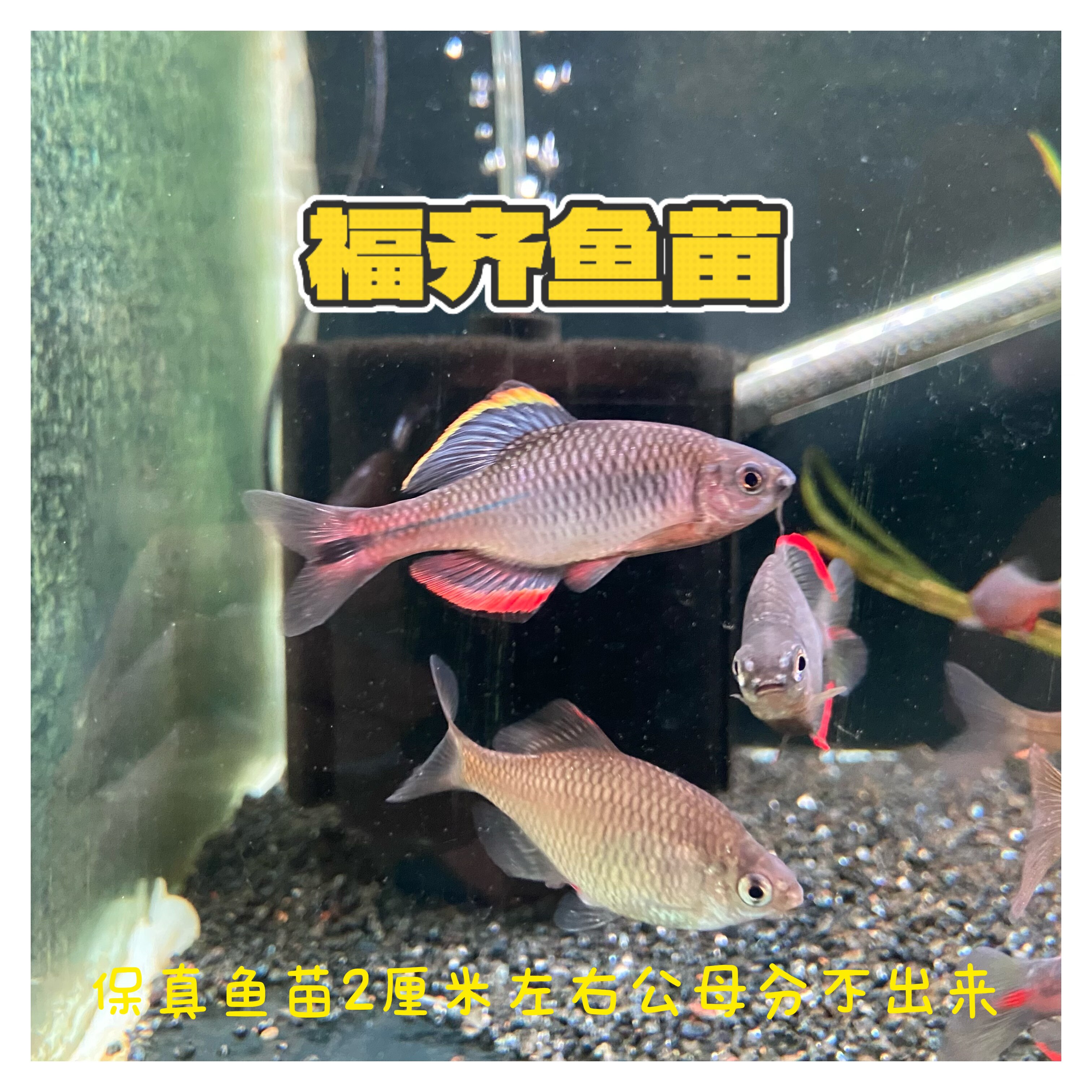 福齐鱼苗 福州齐氏鱊高颜值鳑鲏 网红原生鱼 稀有齐氏鱊包邮包损