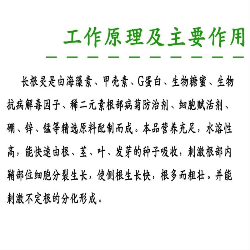 长根灵---(爆发式生根)水质调节剂虾蟹高温保草元素加强对虾养殖