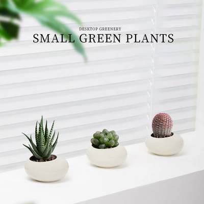 速发室人掌盆栽红太仙多球室内人肉植物玉露办公仙桌面耐旱好养绿