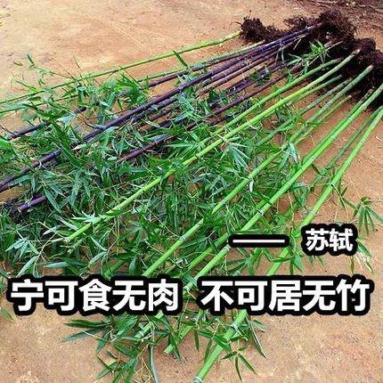 竹子苗 紫竹 青竹庭院小竹苗 北方耐寒树苗四季常青植物绿化