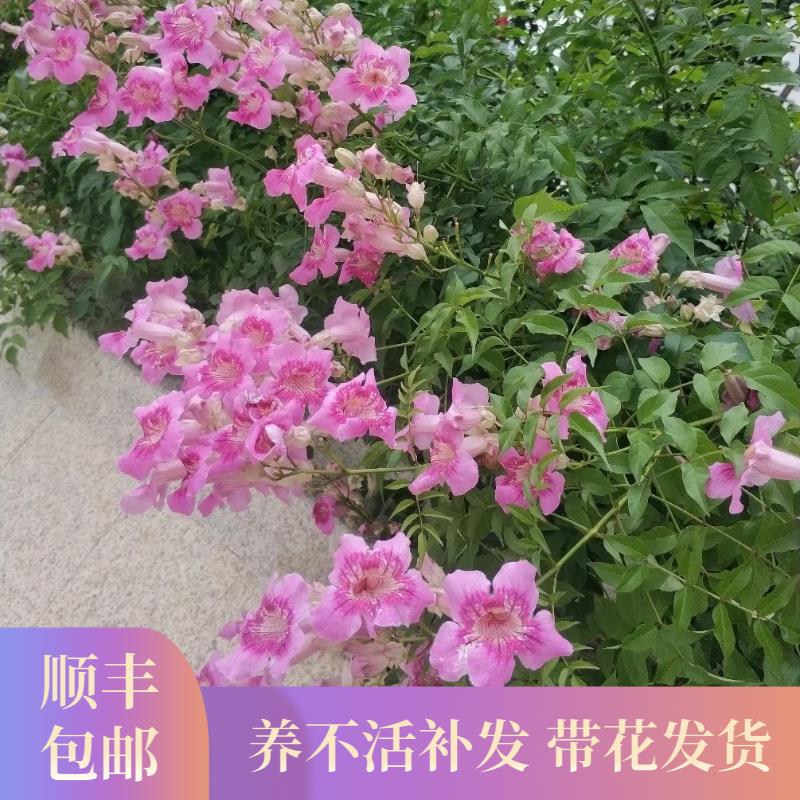 非洲粉色凌霄花苗爬藤植物花卉绿植盆栽庭院阳台炮仗凌霄花耐寒热