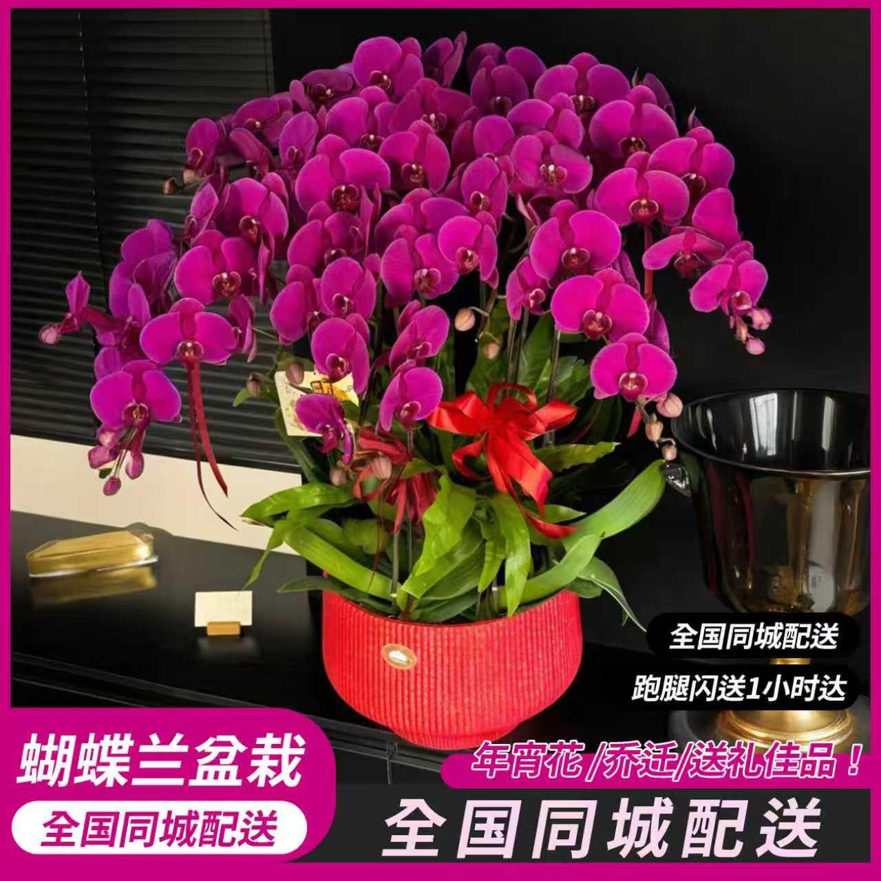 蝴蝶兰盆栽带真鲜花速递同城天津北京上海开业乔迁全国配送礼物