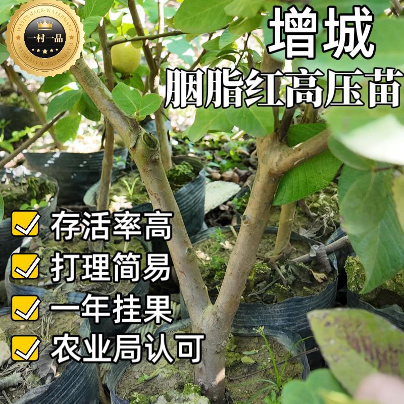 增城石厦胭脂红番石榴红心芭乐树苗正宗产地直供存活率高简易打理