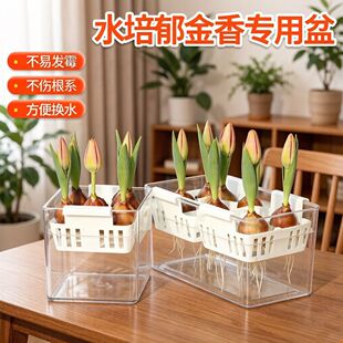 水培郁金香花盆含定植篮水养种球玻璃器皿方便换水透明郁金香花瓶