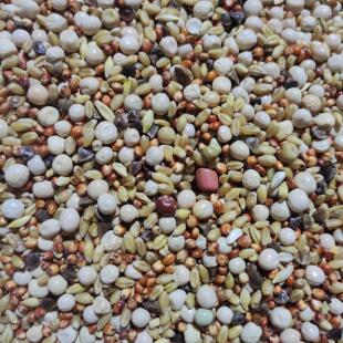 粮良德易无玉米幼鸽粮信鸽子粮食元宝鸽鸟食肉鸽料50斤包邮