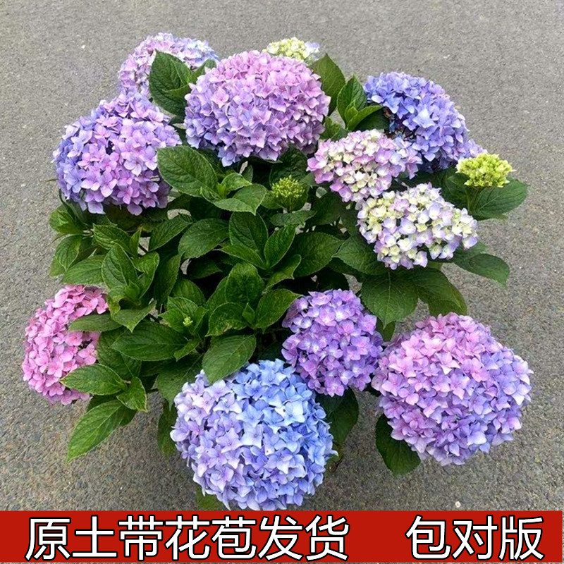2加仑 无尽夏绣球花苗带花苞特大花多年生花卉盆栽庭院阳台花植物