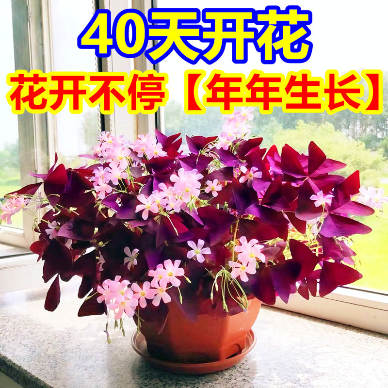 紫叶酢浆草种球幸运草种根多年生花绿植物花卉盆栽四季开花三叶草