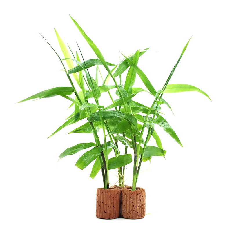 好货定植小水草懒人金鱼草热带鱼缸造景装饰花草新手入门水景套餐