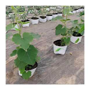 阳台无土栽培种植袋