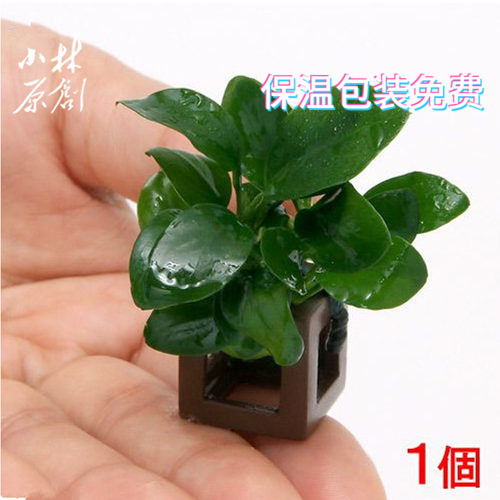 迷你小水榕方陶定植/小缸造景装饰/虾缸虾窝躲避水草/活体真水草