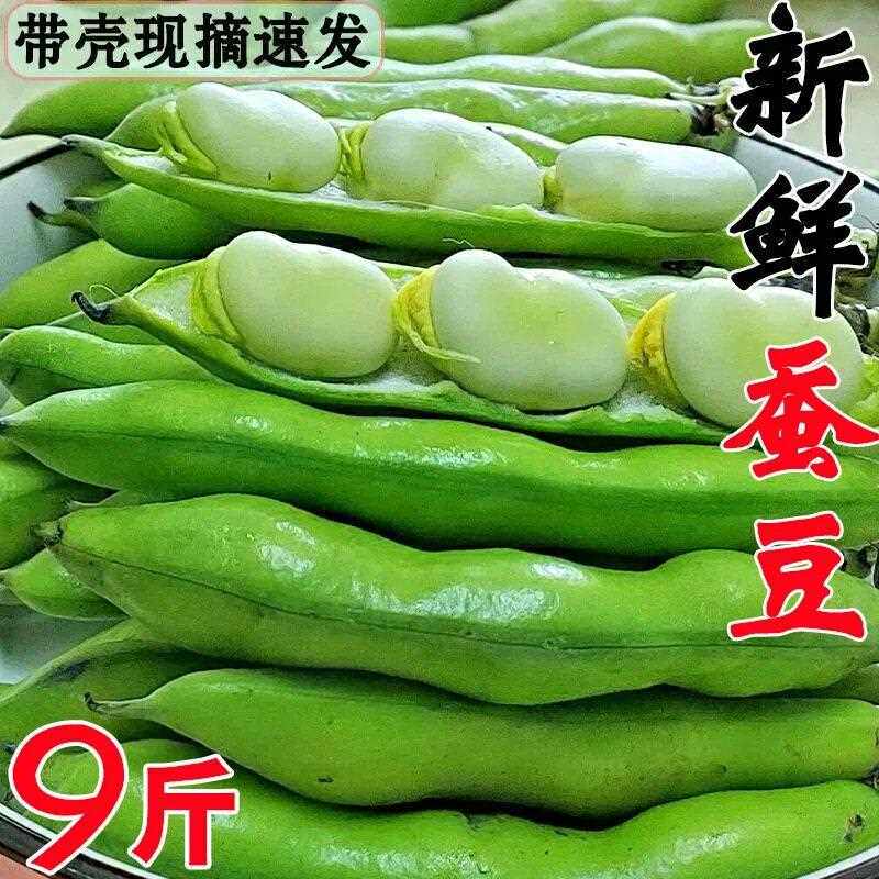 云南本地现摘蚕豆新鲜带壳生蚕豆粉糯嫩胡豆鲜罗汉豆当季农家蔬菜