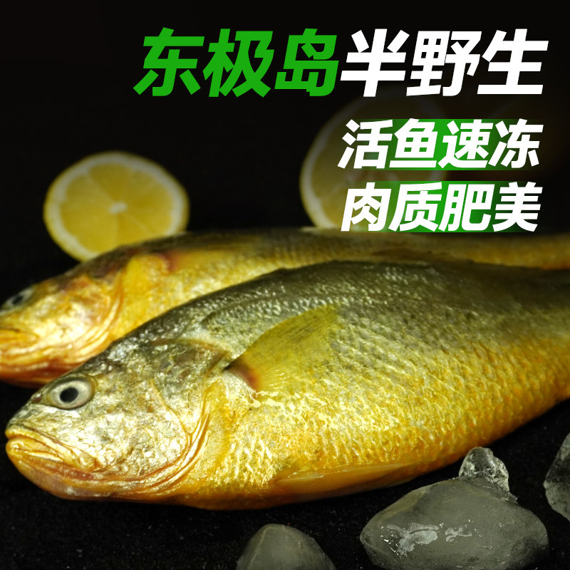 (大的)东海深海半野生大黄鱼新鲜生态深海鲜活冷冻东海黄花鱼