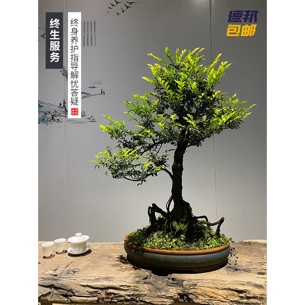 小叶紫檀盆景名贵精品悬崖临水造型盆栽黑骨茶老桩庭院阳台绿植