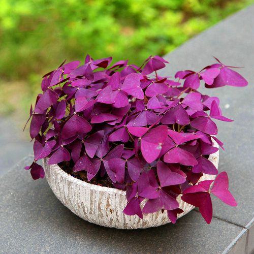 紫色幸运草盆栽紫蝴蝶素材模板 紫色幸运草盆栽紫蝴蝶图片下载 小麦优选