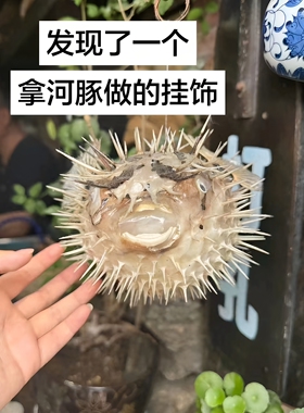 日照特产！河豚挂件刺豚鱼标本旅行纪念收藏装饰送朋友闺蜜小礼物