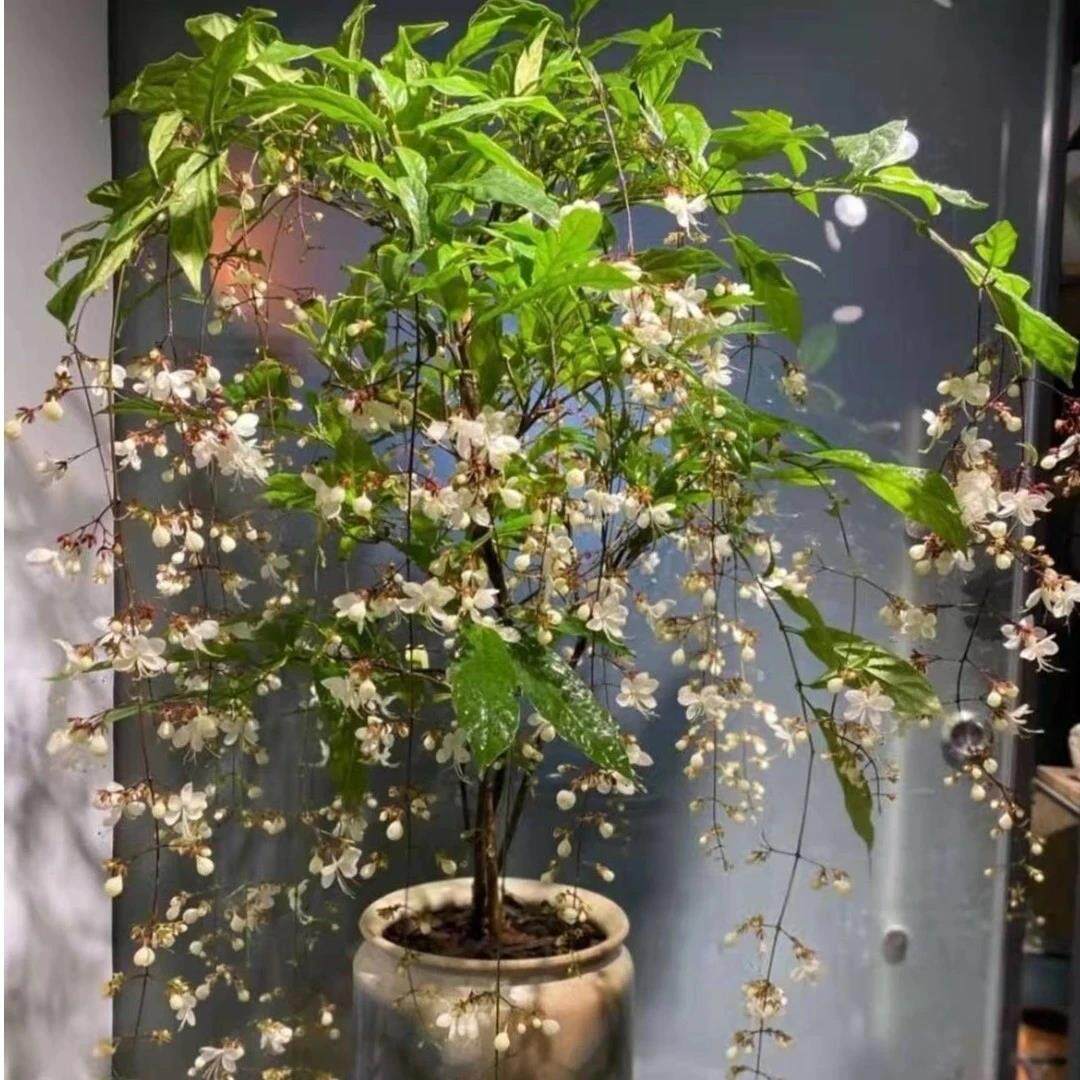 【下单立减50】垂丝茉莉室内观赏盆栽四季开花仙气飘飘养花卉_F