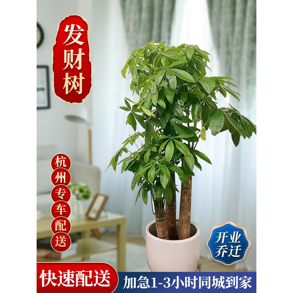 杭州同城步步高发财树三杆大型室内绿植盆栽开业新居乔迁办公送礼