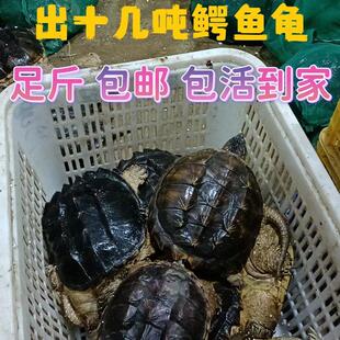 北美鳄龟活物食用养殖红烧观赏鳄龟大鳄食用鳄鱼龟