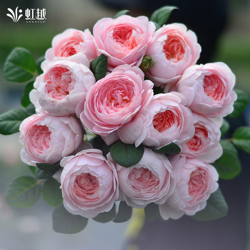 虹越灌木月季盆栽果汁阳台朱丽叶真宙月季花苗四季开花大花浓香