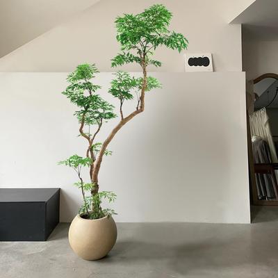 羽叶福禄桐造型大盆栽观叶绿植室内客厅办公室好养轻奢大型植物