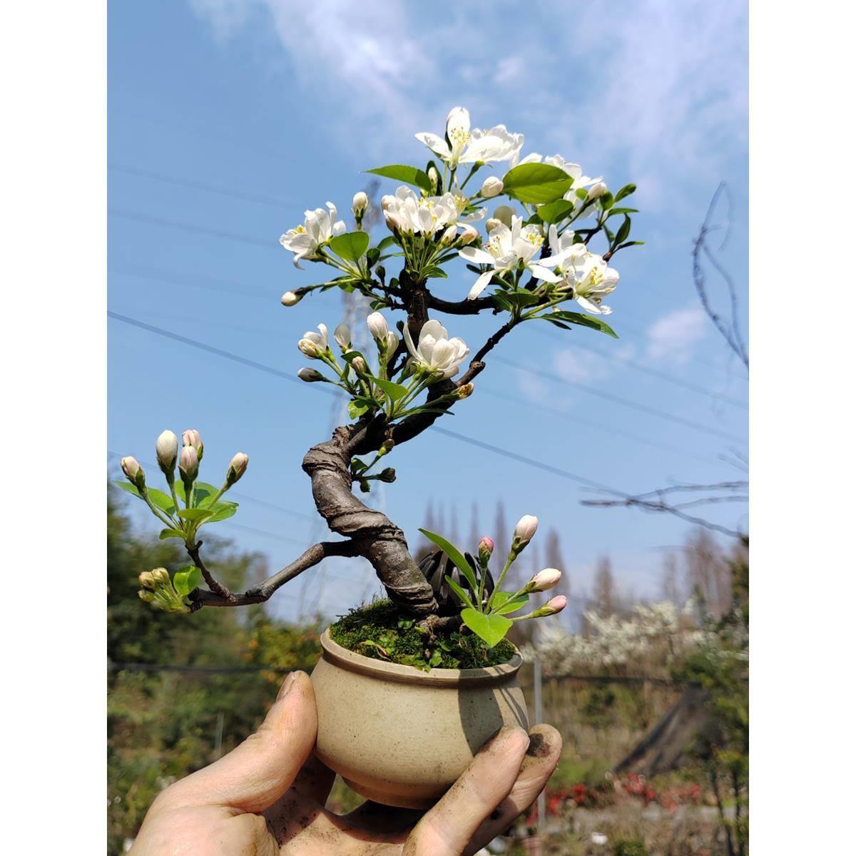 办公室茶台小微盆景贴梗垂丝海棠含盆精品开花绿植品味老桩室内