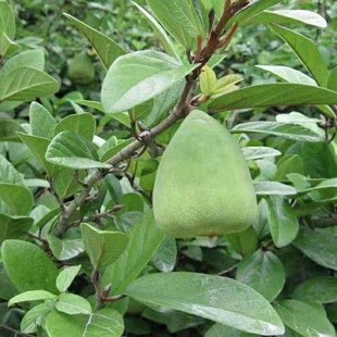 浙江诸暨特产木莲l豆腐木莲子野生木莲籽爱玉子冰粉籽薜荔籽凉粉