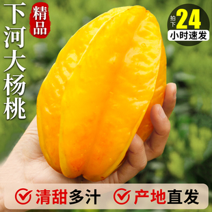 下河杨桃新鲜水果当季整箱大果福建漳州树上熟五角星年货礼盒包邮