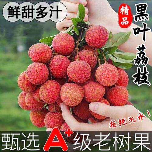 老树果现摘黑叶荔枝清甜多汁