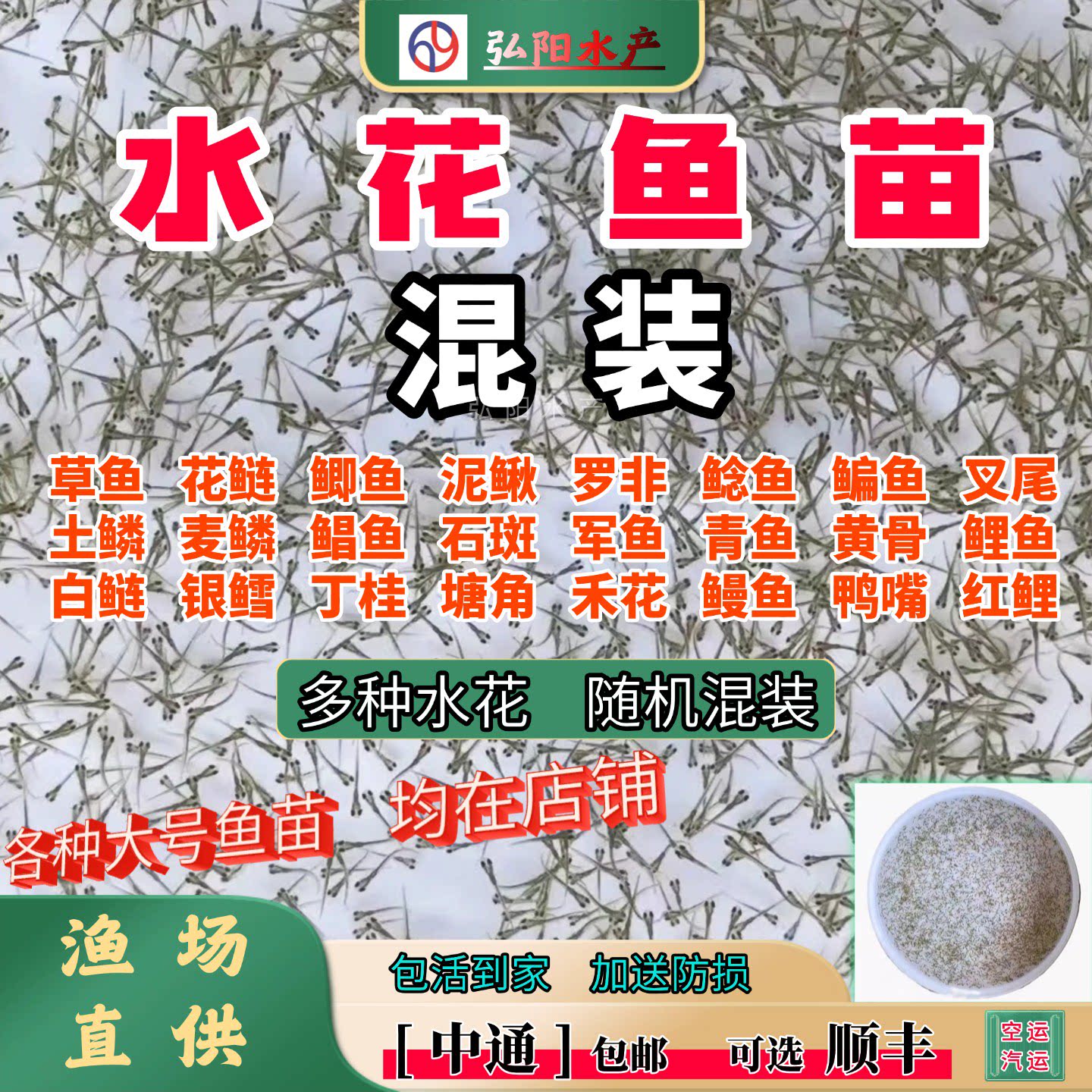 水花鱼苗2-5毫米随机混装组合