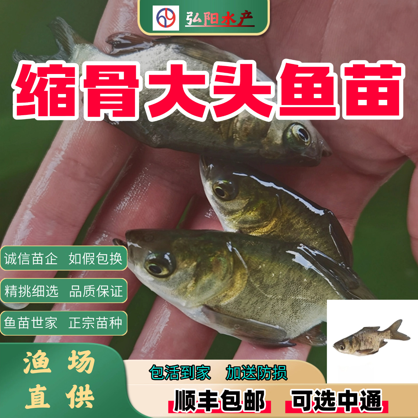 正宗缩骨大头鱼苗  缩骨胖头鱼 缩骨鳙鱼 淡水鱼苗  食用    保真