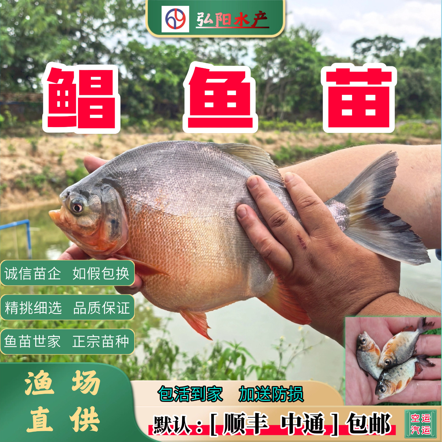 红鲳鱼苗 白鲳鱼苗 镜鱼 车片鱼 平鱼 白昌 鲳扁鱼 淡水鱼苗观赏