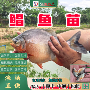 红鲳鱼苗  白鲳鱼苗 镜鱼 车片鱼 平鱼 白昌 鲳扁鱼 淡水鱼苗观赏