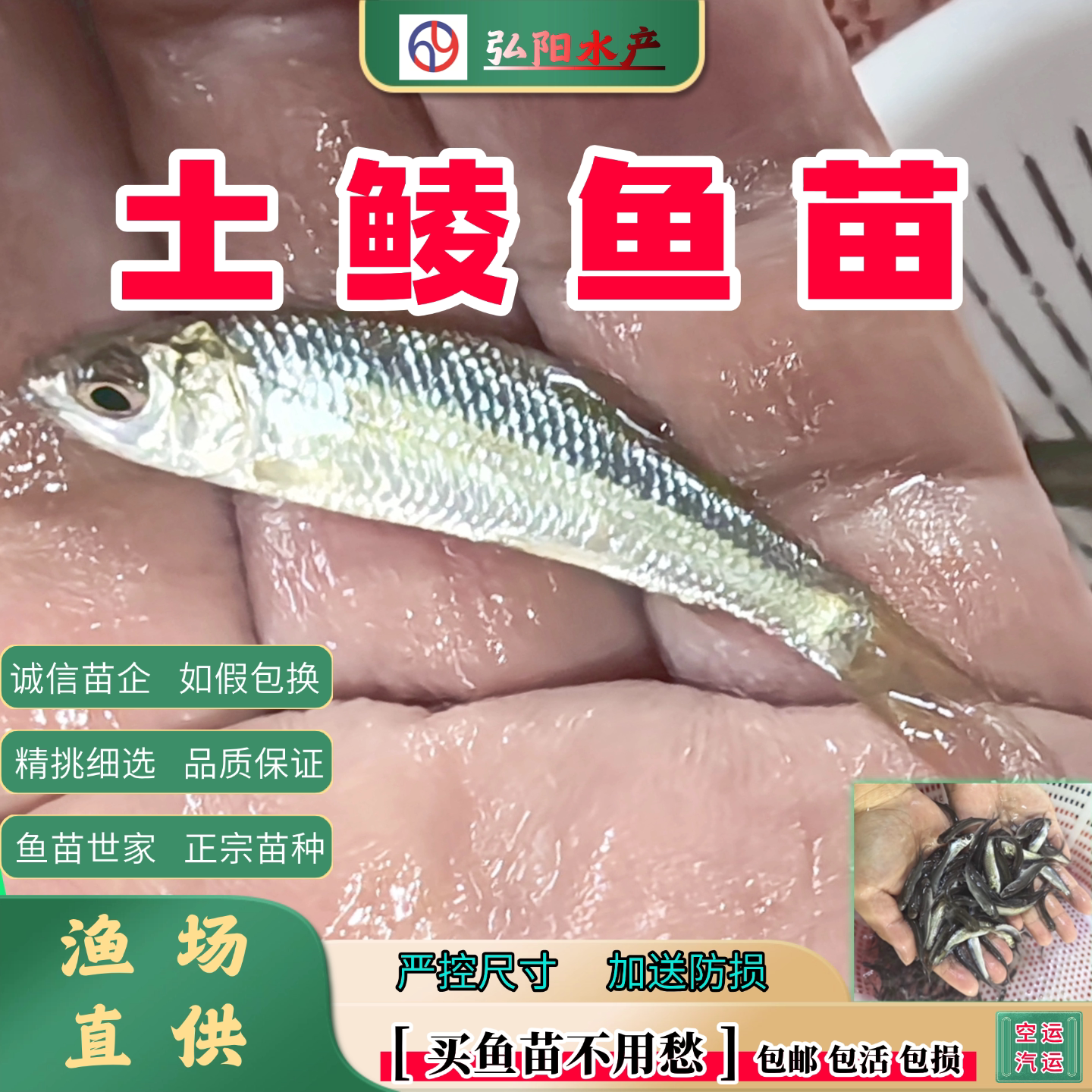 土鲮鱼苗3-11厘米包活包损