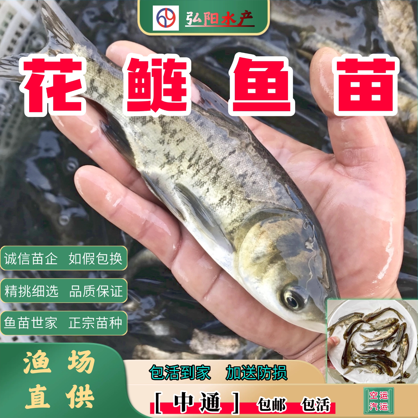 花鲢鱼苗2-30厘米雄鱼大头