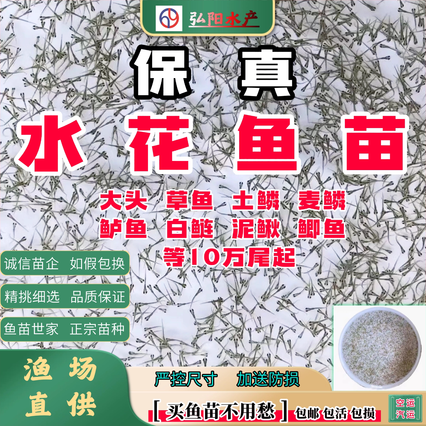 正宗水花鱼苗2毫米各种水花