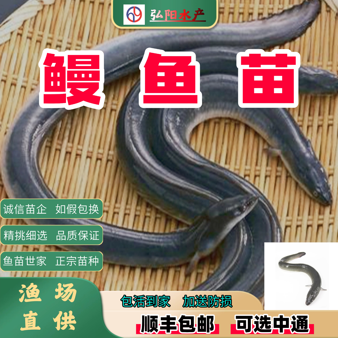 鳗鱼苗2-30厘米淡水养殖