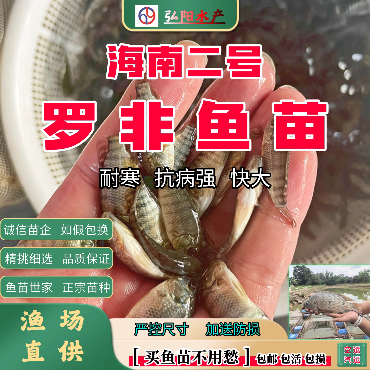 海南二号罗非鱼苗全公良种