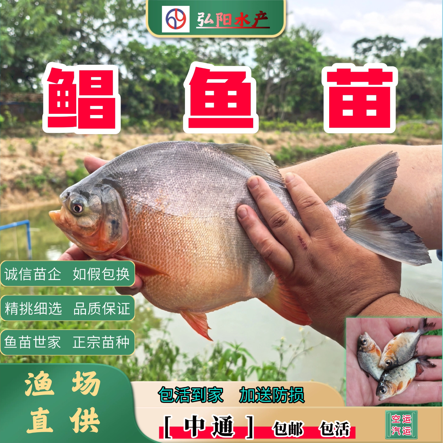 红鲳鱼苗2-12厘米易活送损
