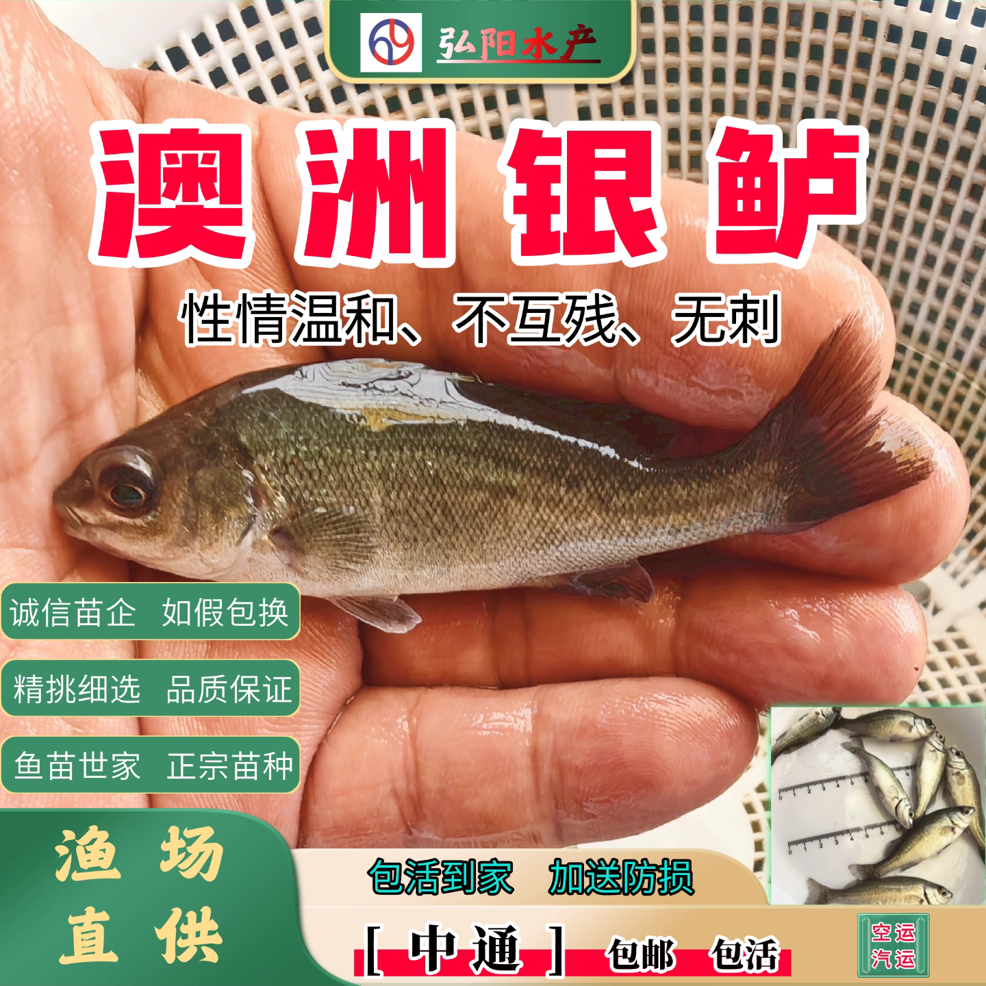 银鲈鱼苗澳洲银鲈4-15厘米包邮