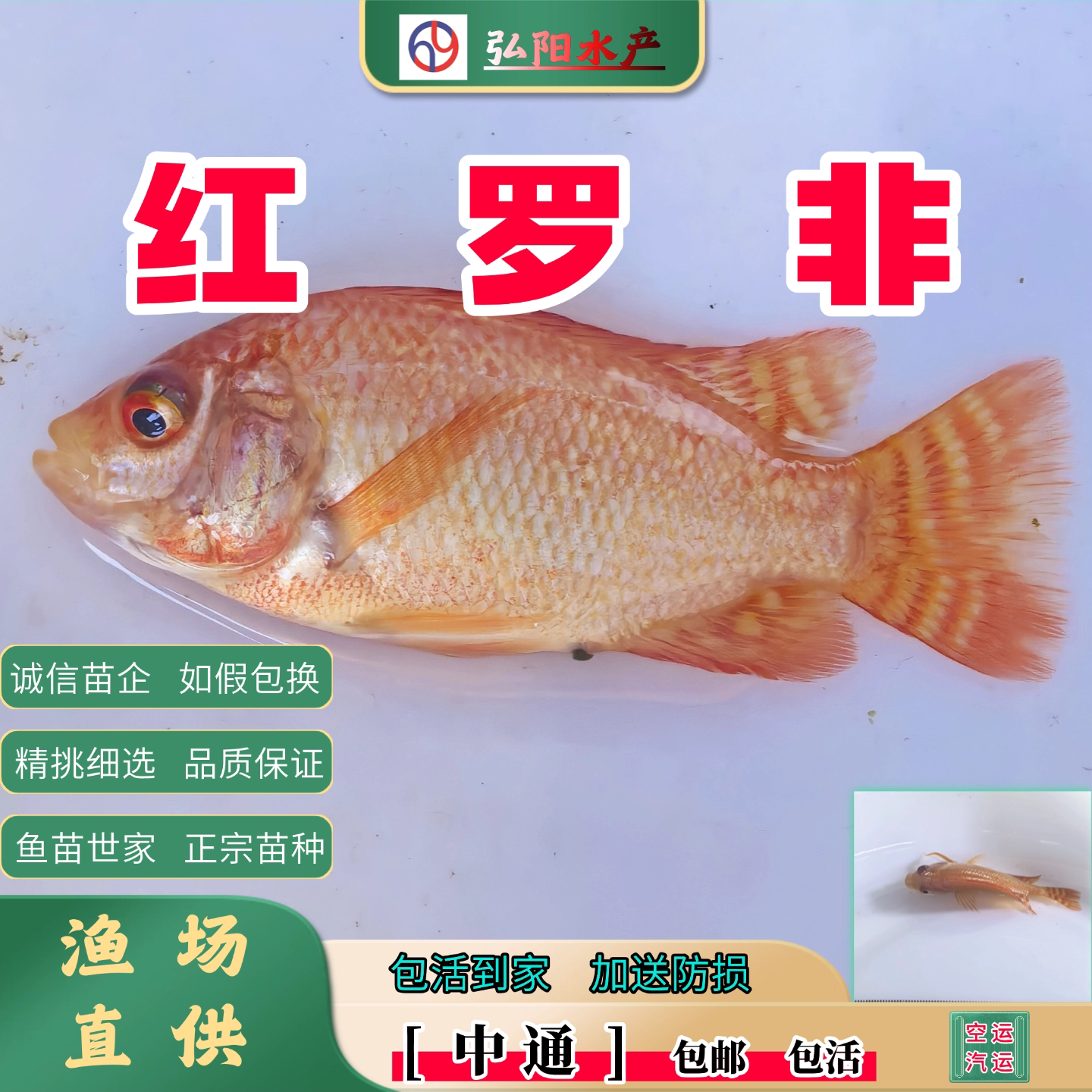 红罗非鱼苗淡水彩虹鲷珍珠立图片