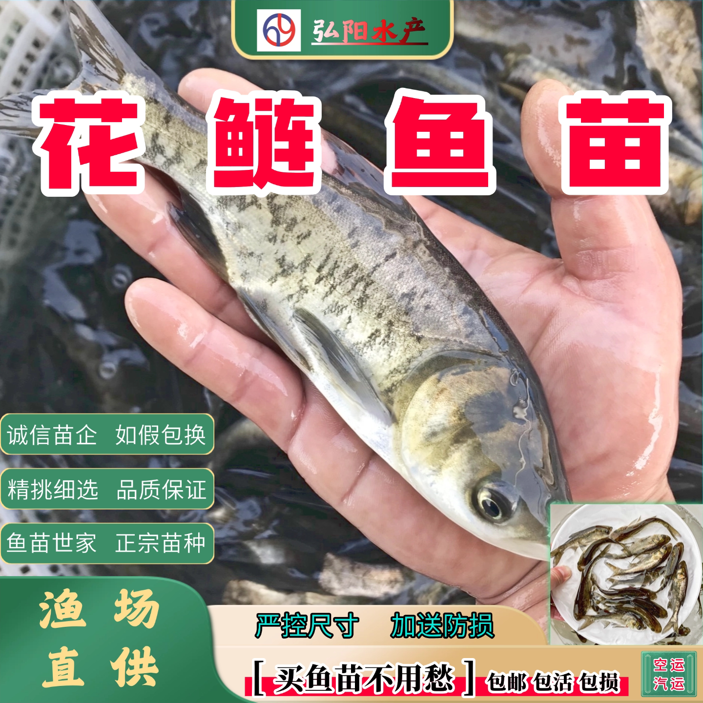 花鲢鱼苗2-30厘米雄鱼大头