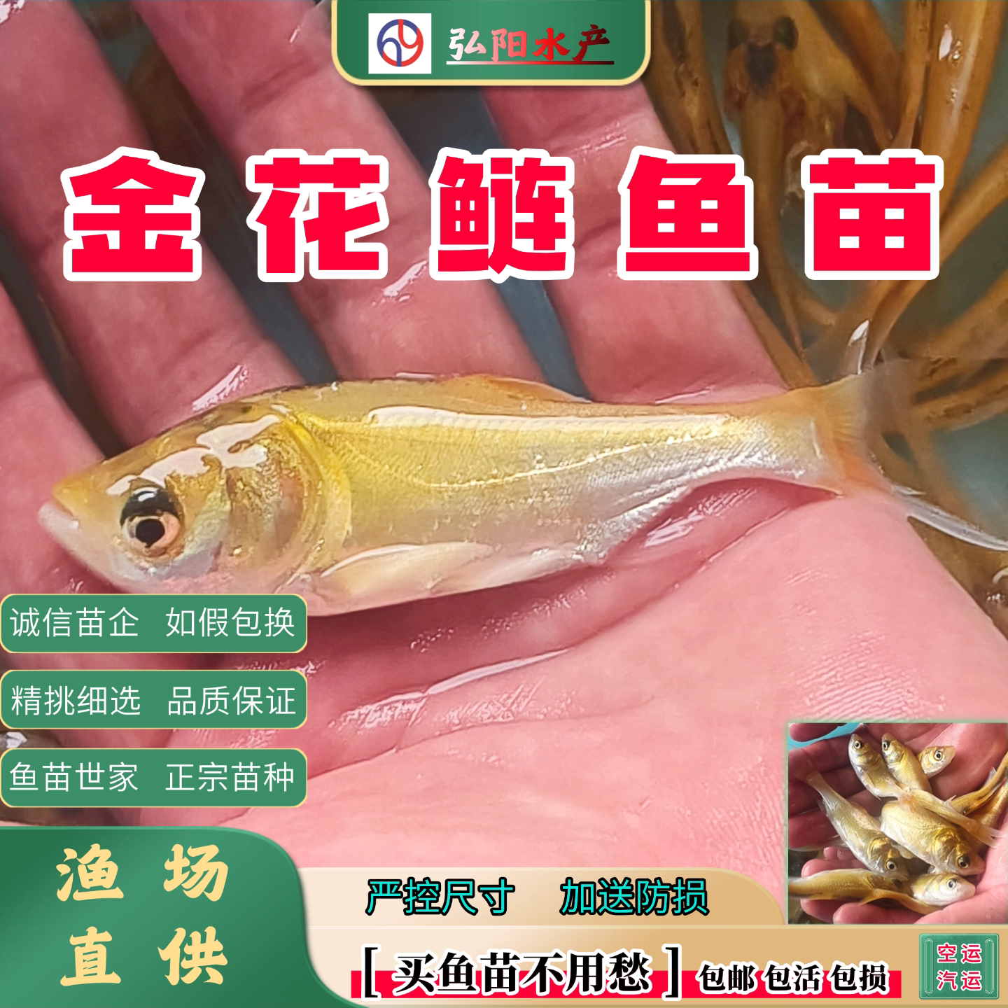金大头花鲢鱼苗2-20厘米淡水