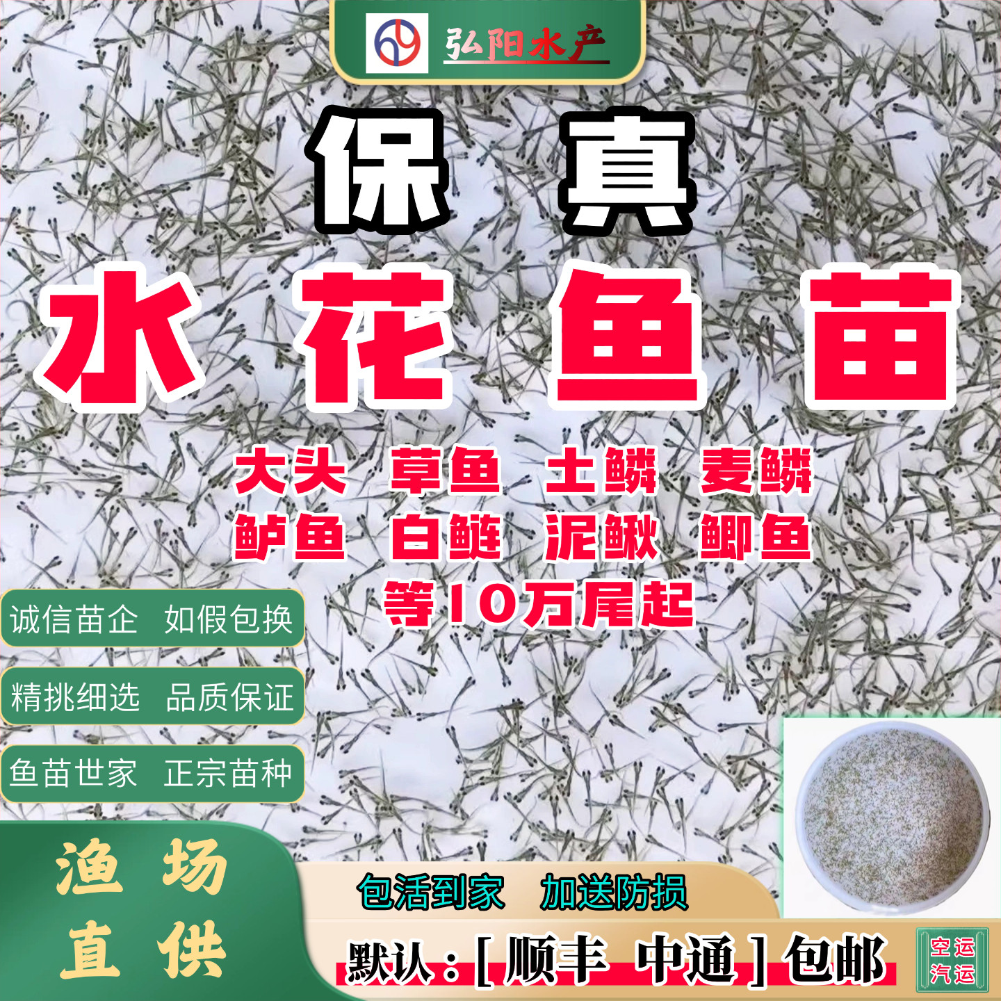 正宗水花鱼苗 草鱼 鲤鱼 鲫鱼 雄鱼 泥鳅 白鲢 土鳞 麦鳞 鲈鱼 等
