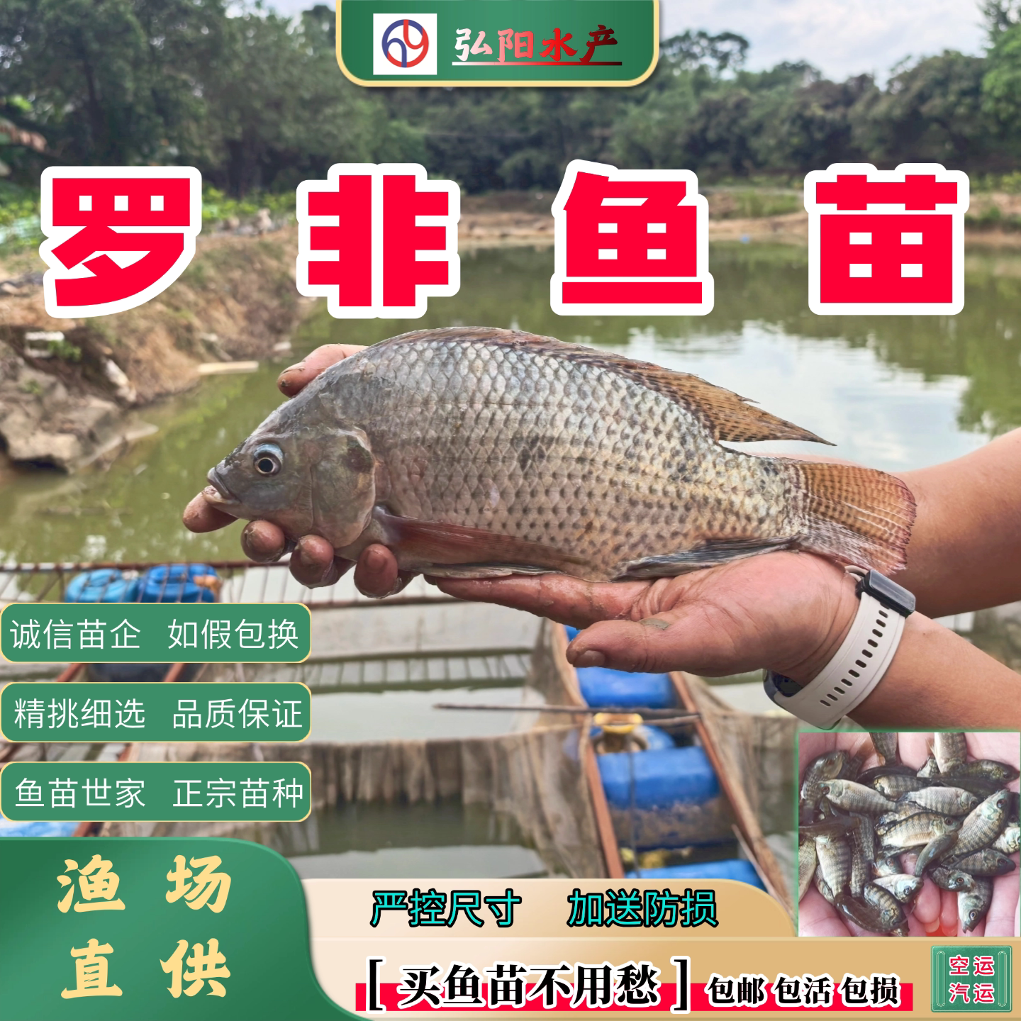 罗非鱼苗海南一号2-10厘米包活